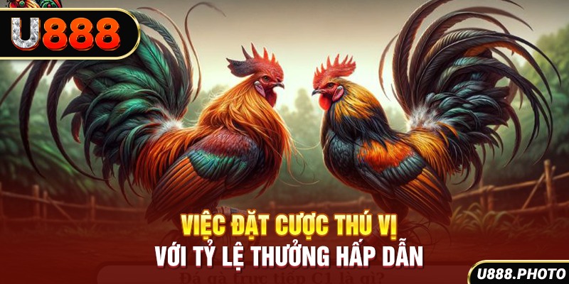 Việc đặt cược thú vị với tỷ lệ thưởng hấp dẫn